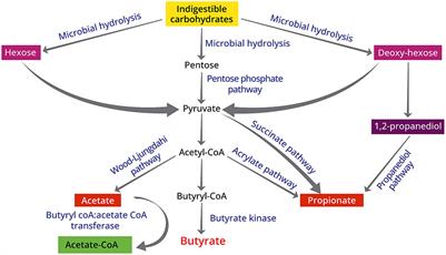 Unraveling the gut health puzzle: exploring the mechanisms of butyrate and the potential of High-Amylose Maize Starch Butyrate (HAMSB) in alleviating colorectal disturbances